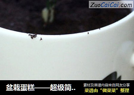 盆栽蛋糕——超级简单的DIY