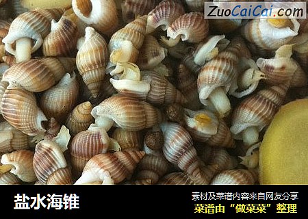盐水海锥
