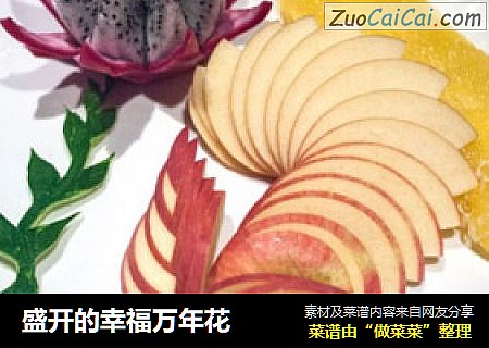 盛开的幸福万年花