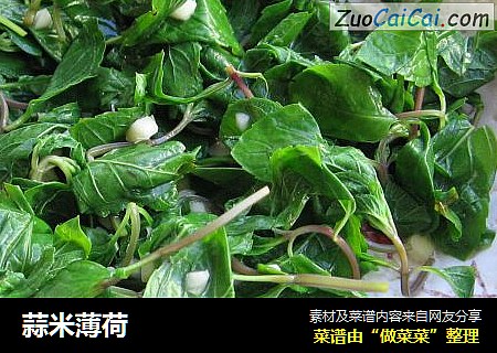 蒜米薄荷