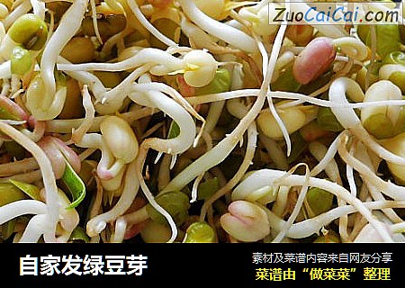 自家发绿豆芽