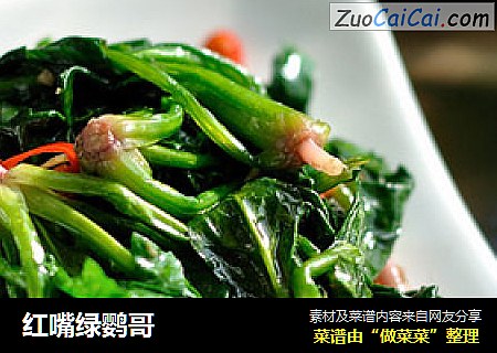 红嘴绿鹦哥