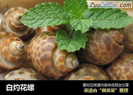 白灼花螺