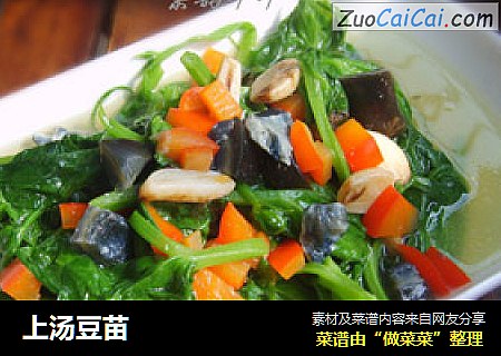 上汤豆苗