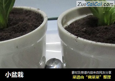 小盆栽