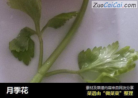 月季花