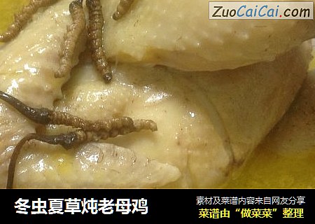冬虫夏草炖老母鸡