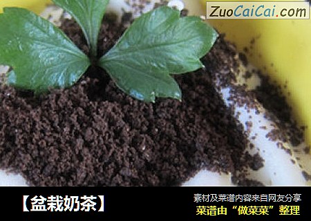 盆栽奶茶