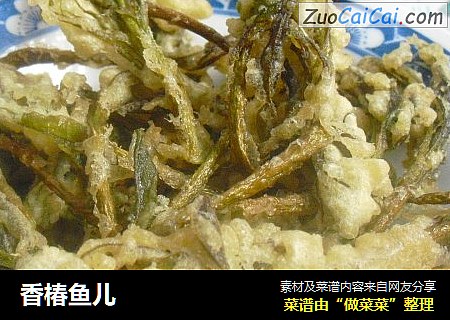 香椿鱼儿