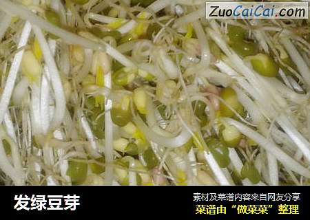 发绿豆芽