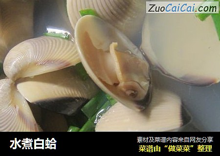 水煮白蛤