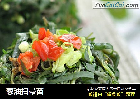 葱油扫帚苗