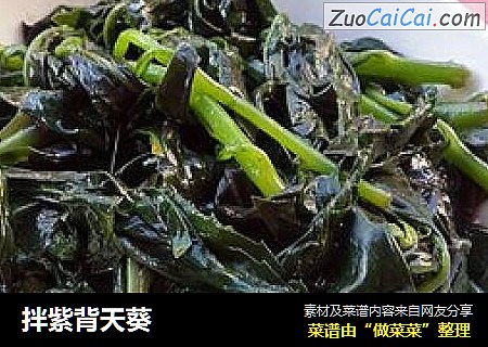 拌紫背天葵