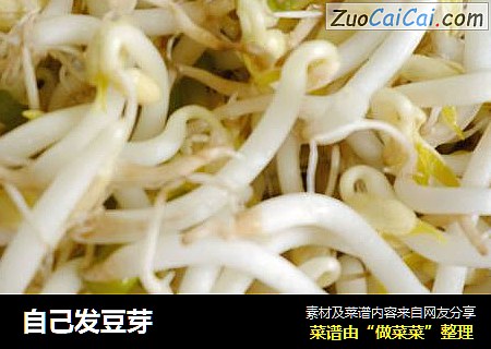 自己发豆芽