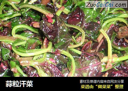 蒜粒汗菜