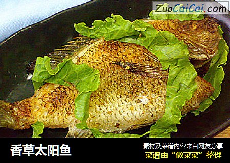 香草太阳鱼