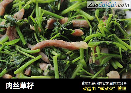 肉丝草籽
