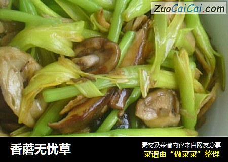 香蘑无忧草
