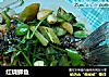 红烧鲫鱼的做法
