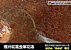 螺片花菇虫草花汤的做法