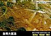 鱼骨大酱汤的做法