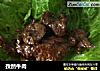 孜然牛肉的做法