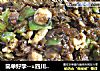 简单好学--=四川鸡米芽菜的做法