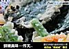 鲜嫩美味---炸天妇罗的做法