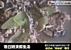 雪白嫩滑鲫鱼汤的做法