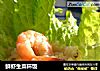 鲜虾生菜杯饭的做法