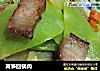 莴笋回锅肉的做法