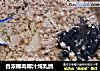 香浓椰肉椰汁炖乳鸽的做法