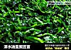 清水油盐豌豆苗的做法