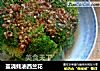 盖浇蚝油西兰花的做法