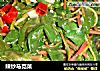 辣炒马苋菜的做法