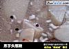 蒸芋头蘸糖的做法