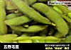 五香毛豆的做法
