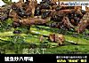 鲮鱼炒八甲唛的做法
