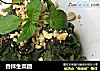 香拌生菜团的做法