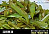 蒜蓉眉豆的做法
