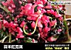 蒜米红苋菜的做法