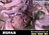 蘑菇肉丸汤的做法