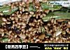 【粉蒸四季豆】——满室飘香的做法