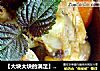 【大块大块的满足】家庭版咖喱鸡腿的做法