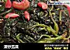 清炒苋菜的做法
