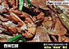 香辣石鲟的做法