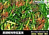 黑胡椒烤香菇韭菜的做法