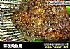 彩蔬烩鱼尾的做法
