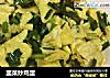 韭菜炒鸡蛋的做法