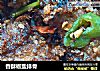 香酥椒盐排骨的做法
